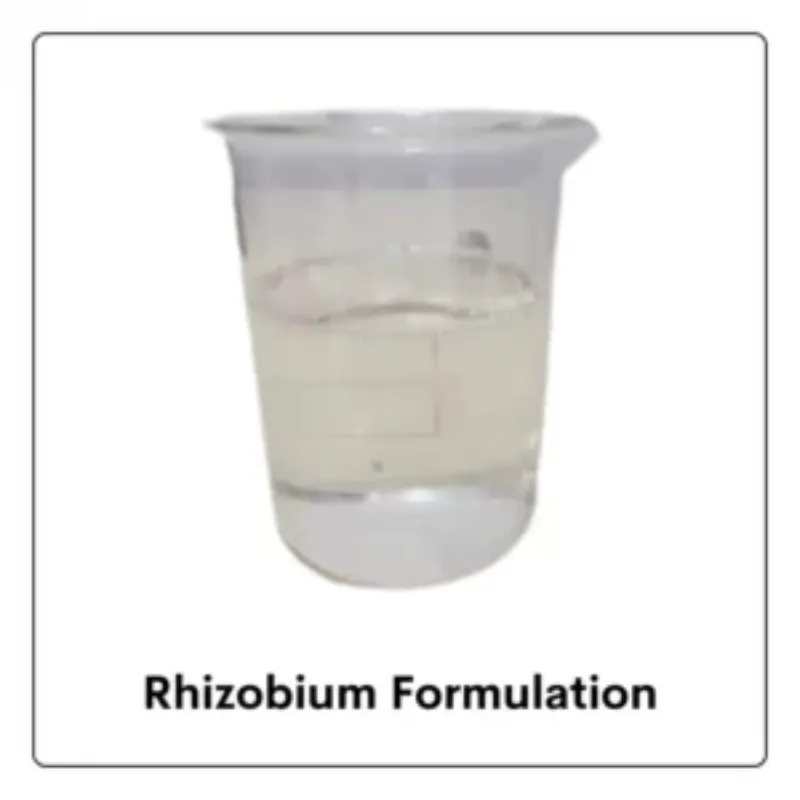 Rhizobium